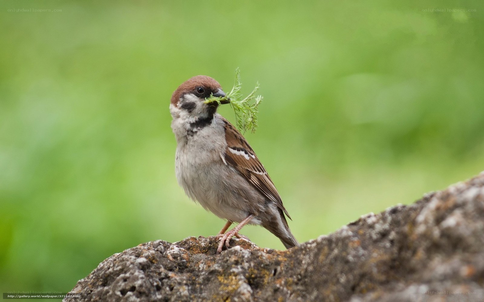 Sparrow with green sprig