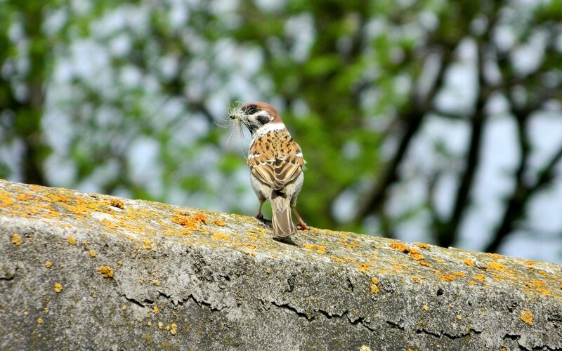 Sparrow with nesting material