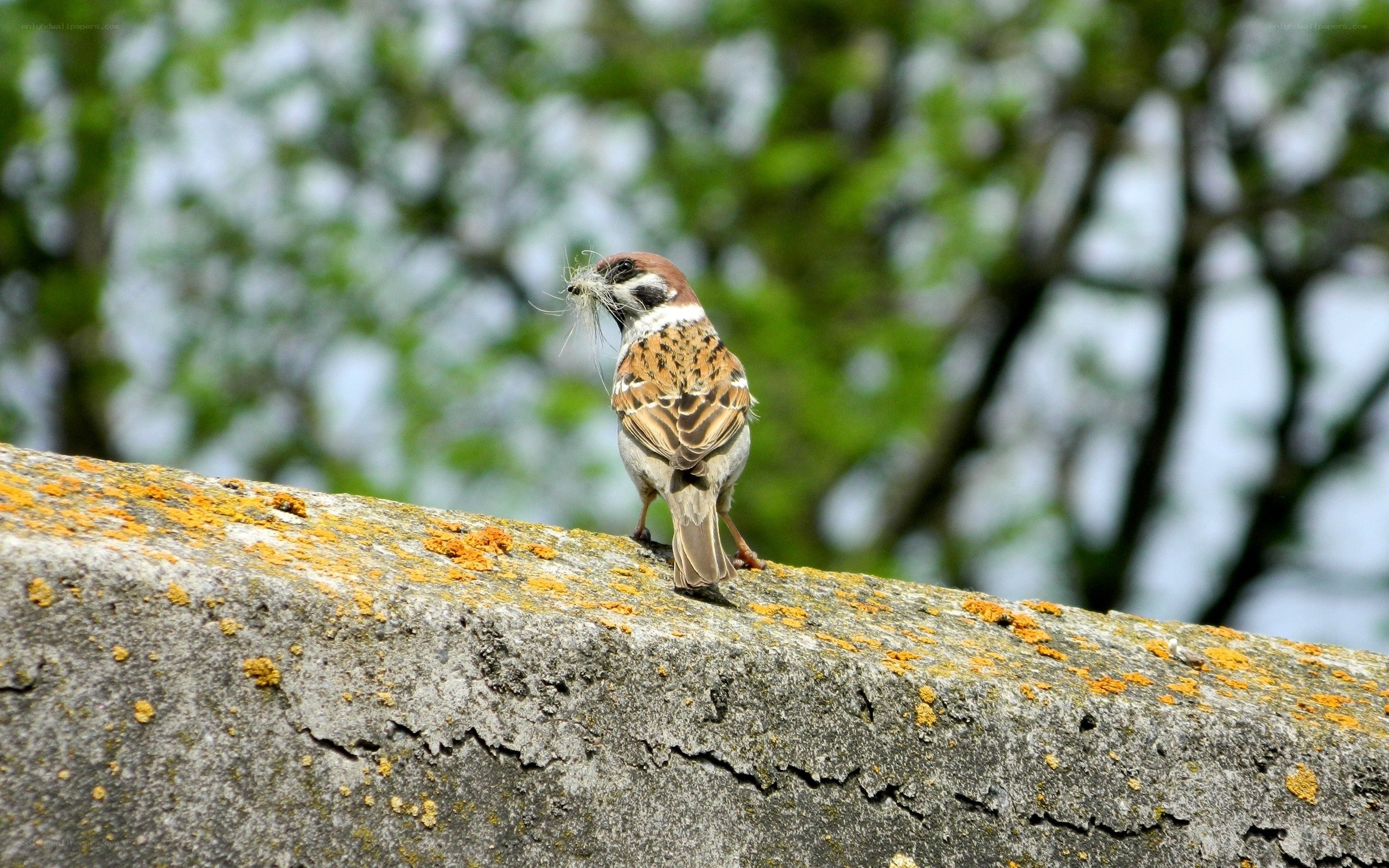 Sparrow with nesting material