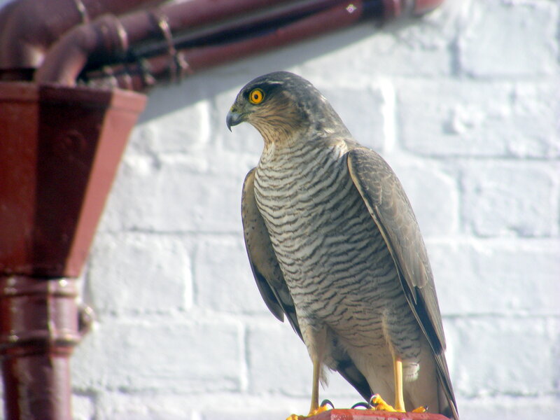 Sparrowhawk Perched