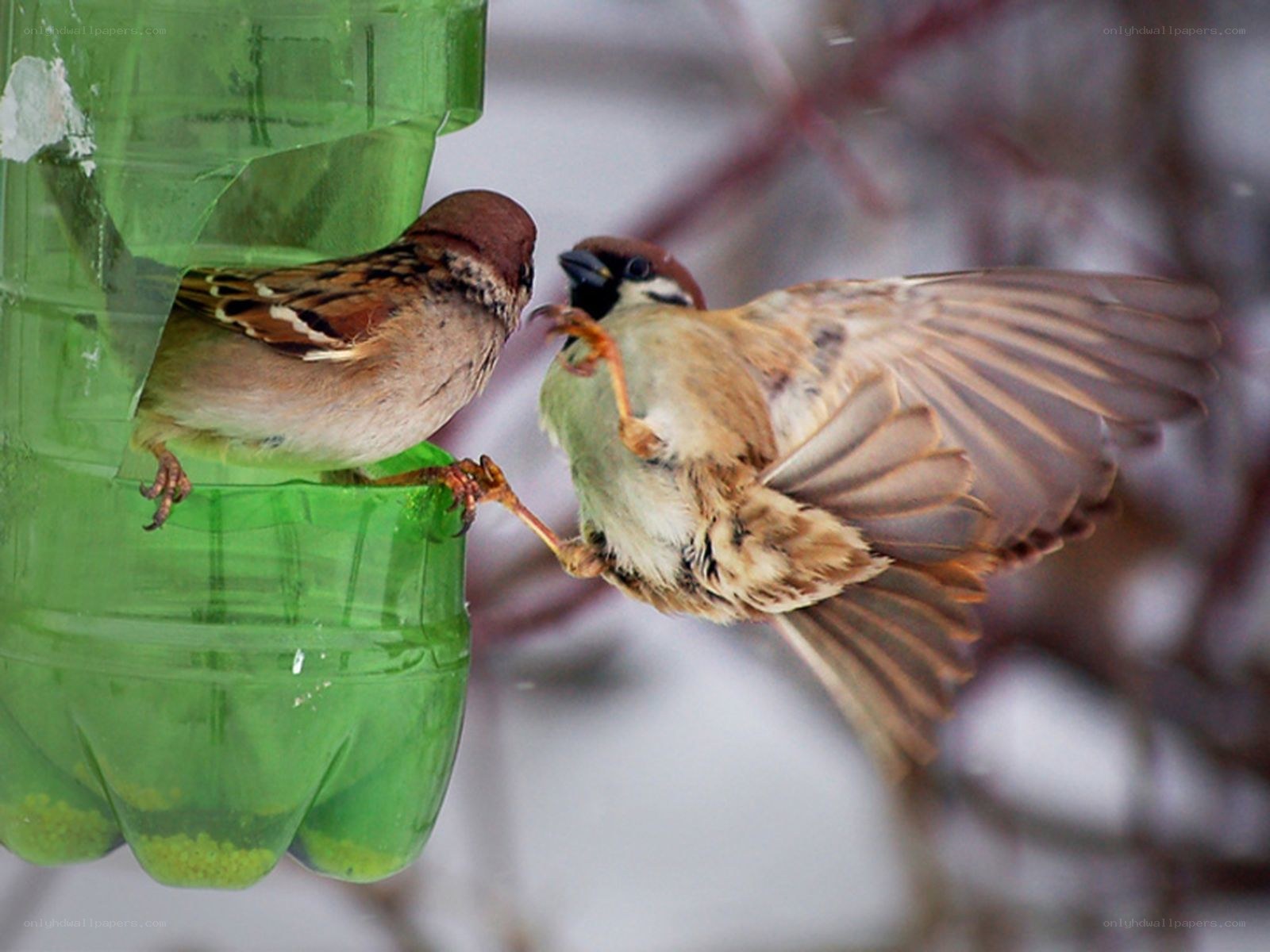 Sparrows at a feeder