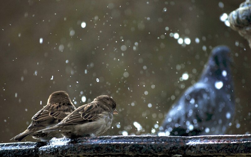 Sparrows at a fountain