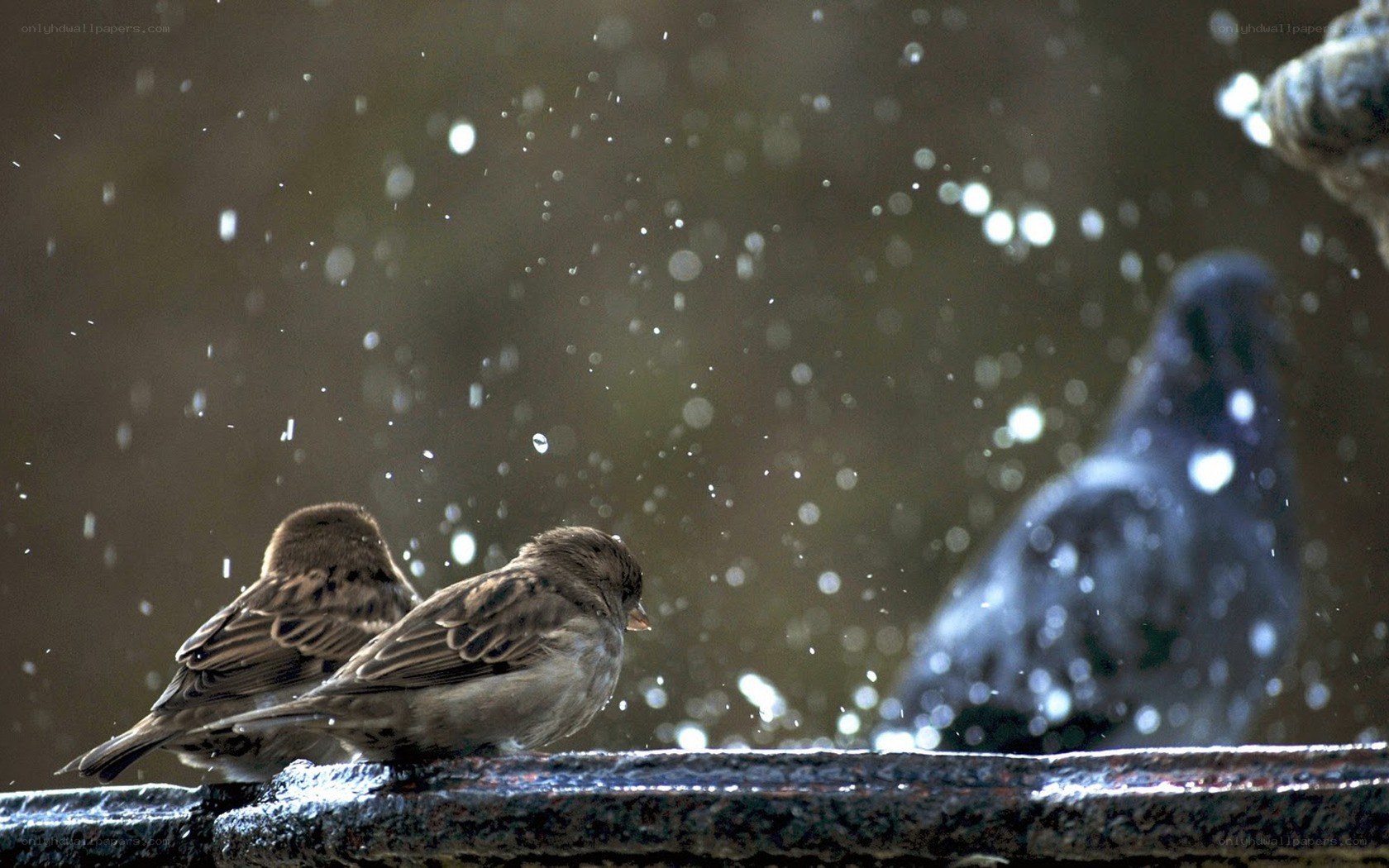 Sparrows at a fountain