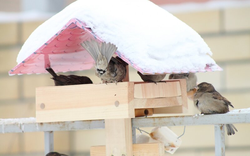 Sparrows at Bird Feeder — Brown
