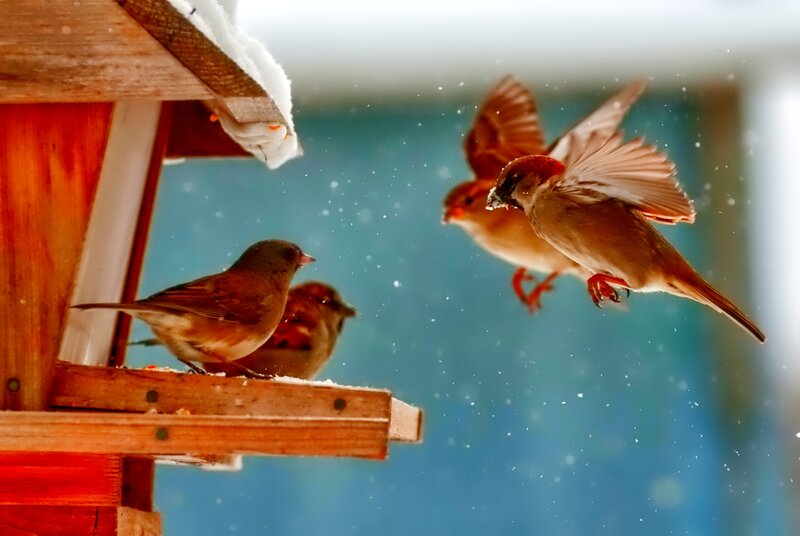 Sparrows at Bird Feeder