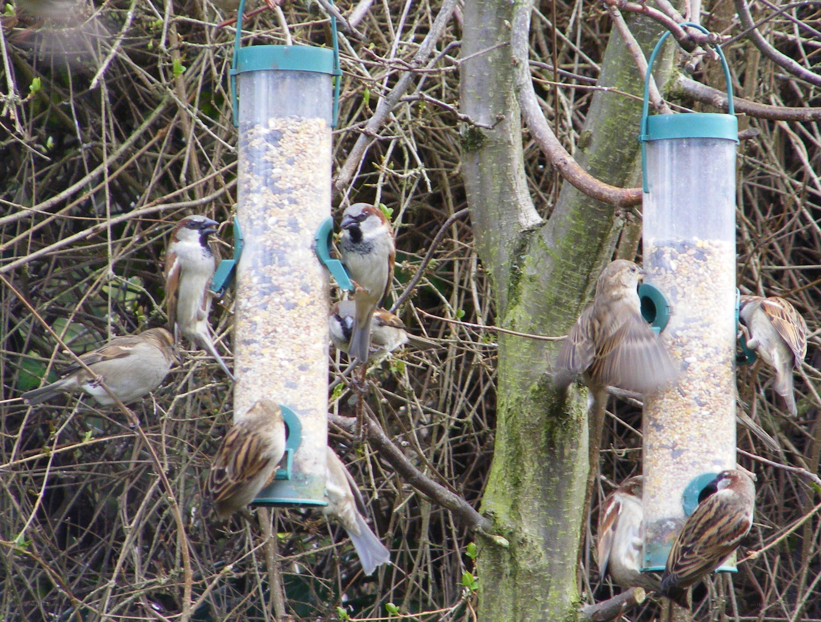 Sparrows at bird feeders