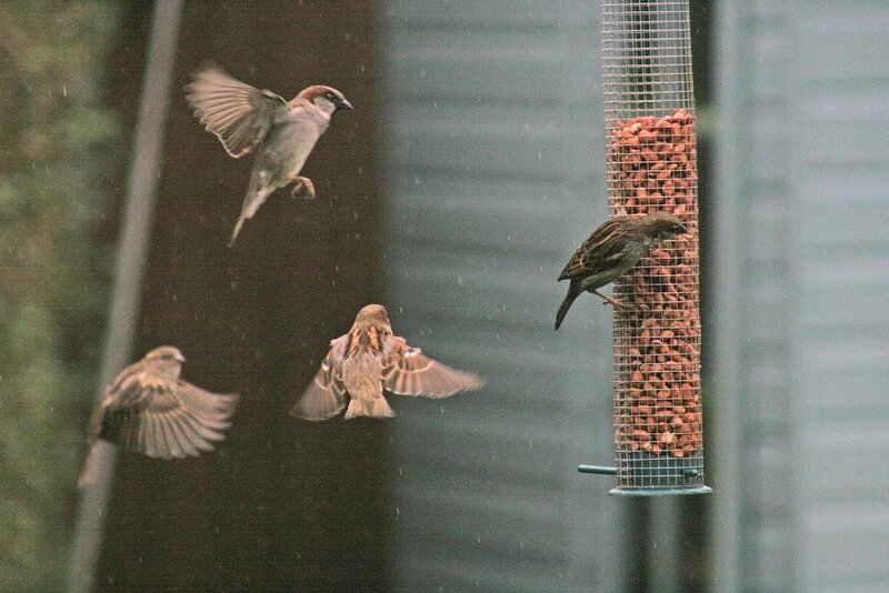 Sparrows at Feeder — Brown