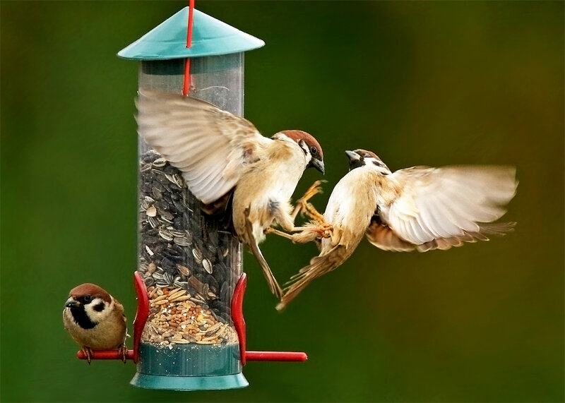 Sparrows at Feeder