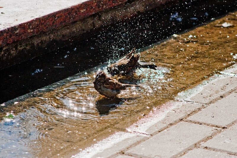 Sparrows Bathing in Puddle
