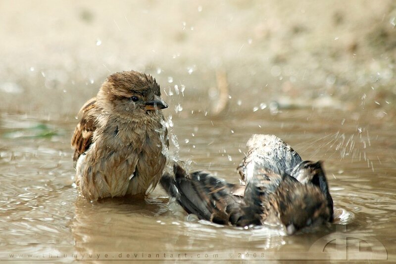 Sparrows bathing in water