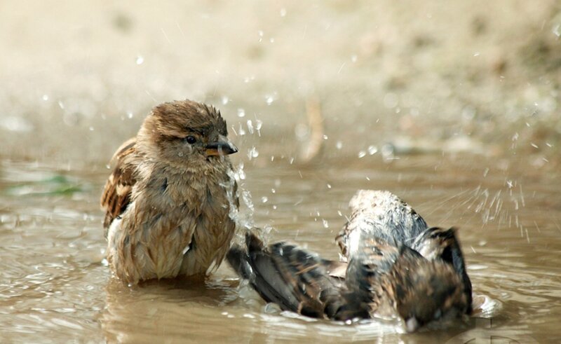 Sparrows bathing in water