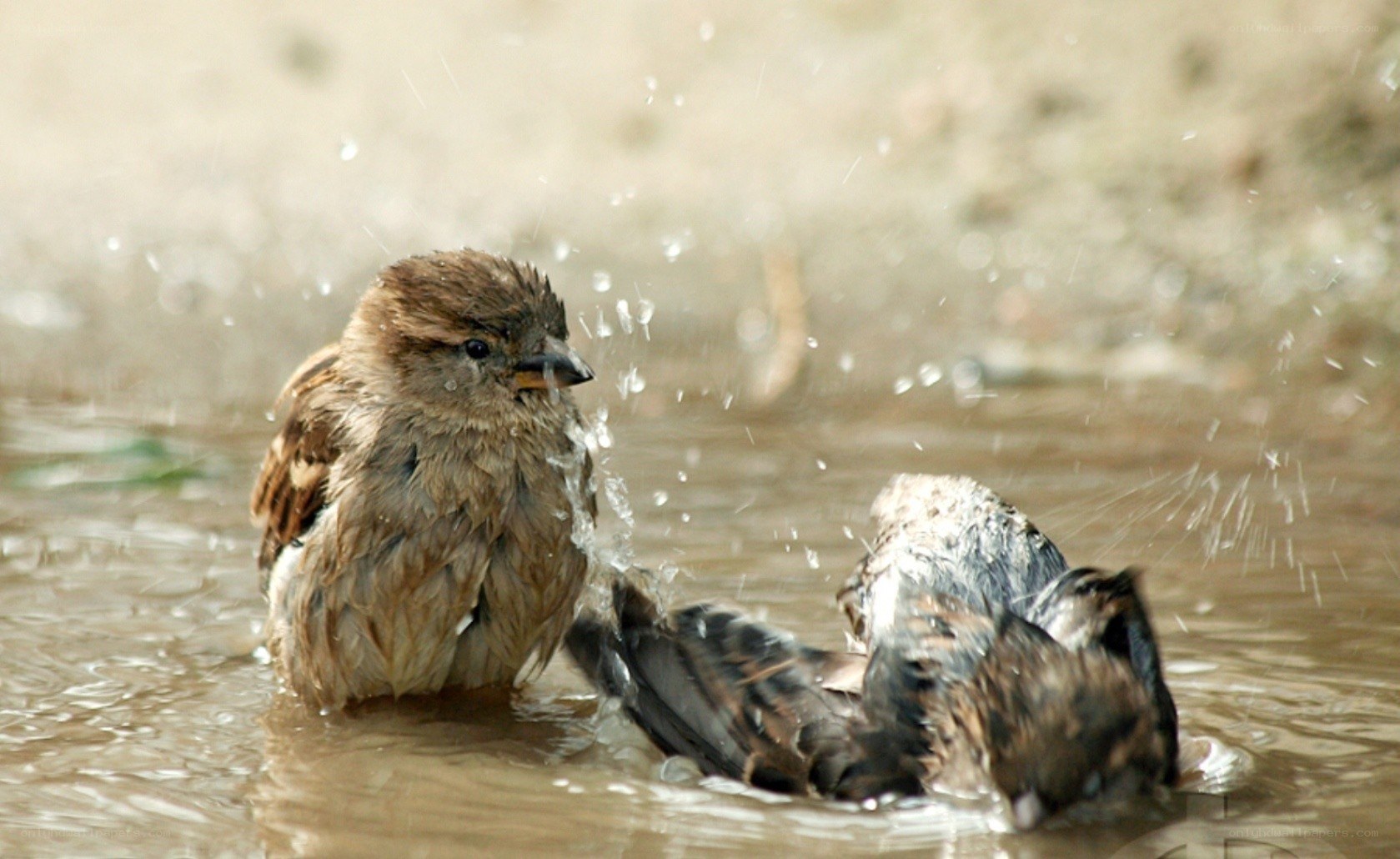 Sparrows bathing in water