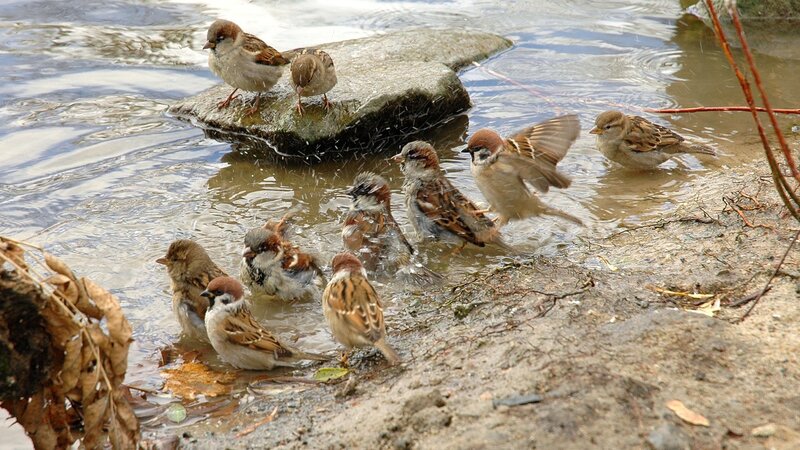 Sparrows Bathing in Water — Brown, Active, Morning