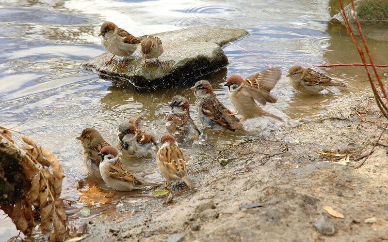 Sparrows Bathing in Water — Brown, Active, Spring