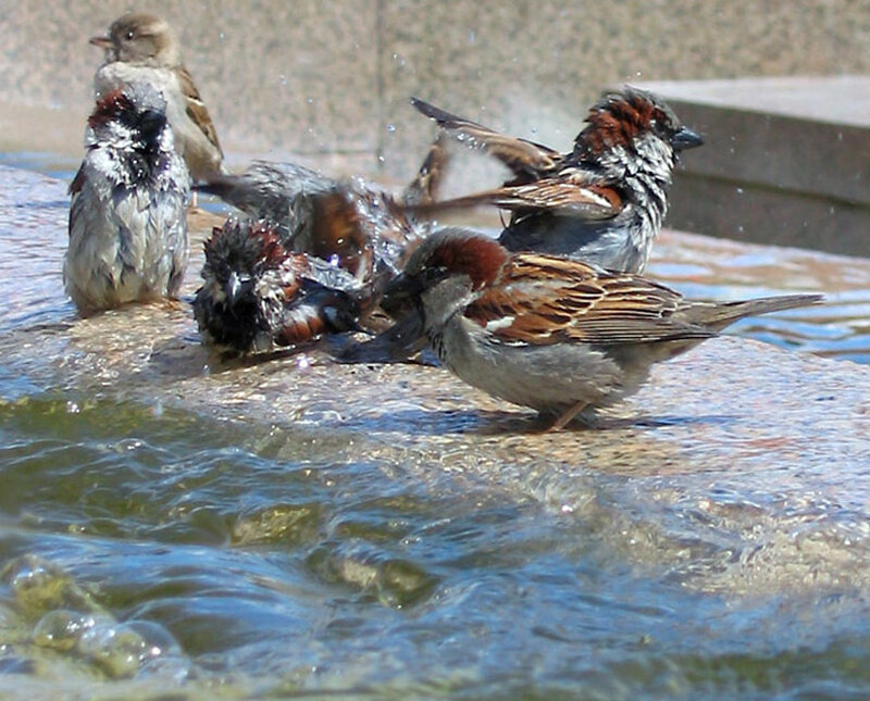 Sparrows Bathing in Water — Brown, Active