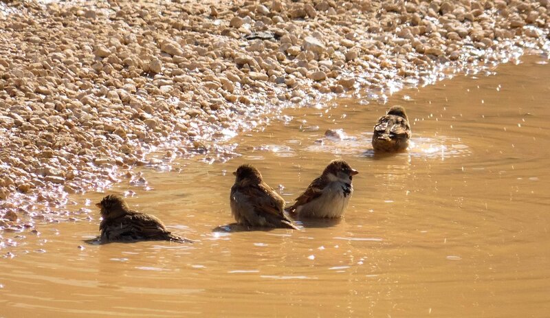 Sparrows Bathing in Water — Brown, Calm