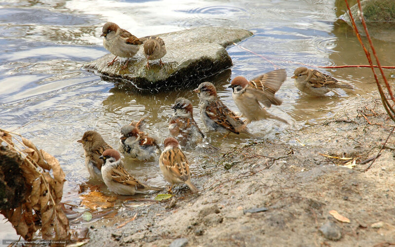 Sparrows Bathing in Water — Brown, Natural, Autumn