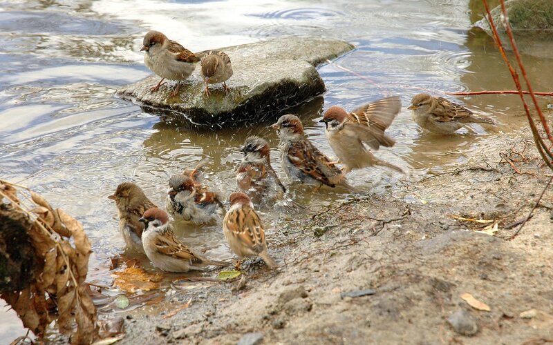 Sparrows Bathing in Water — Brown, Natural, Morning