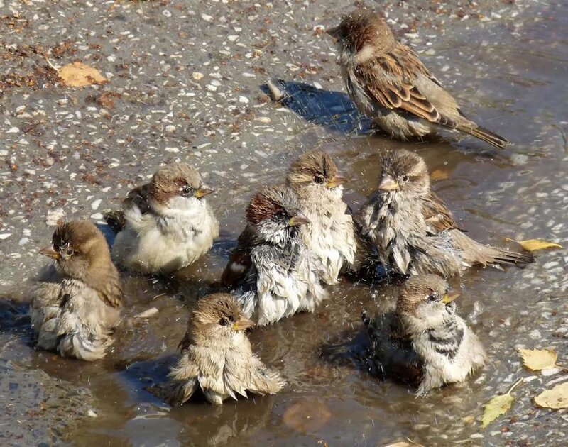Sparrows Bathing in Water — Brown