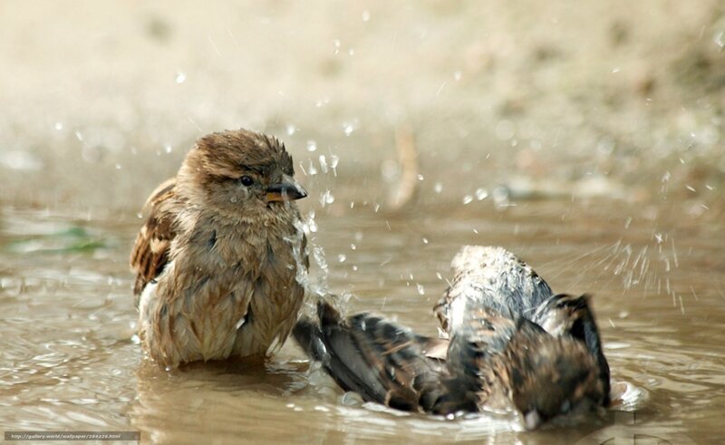 Sparrows bathing in water