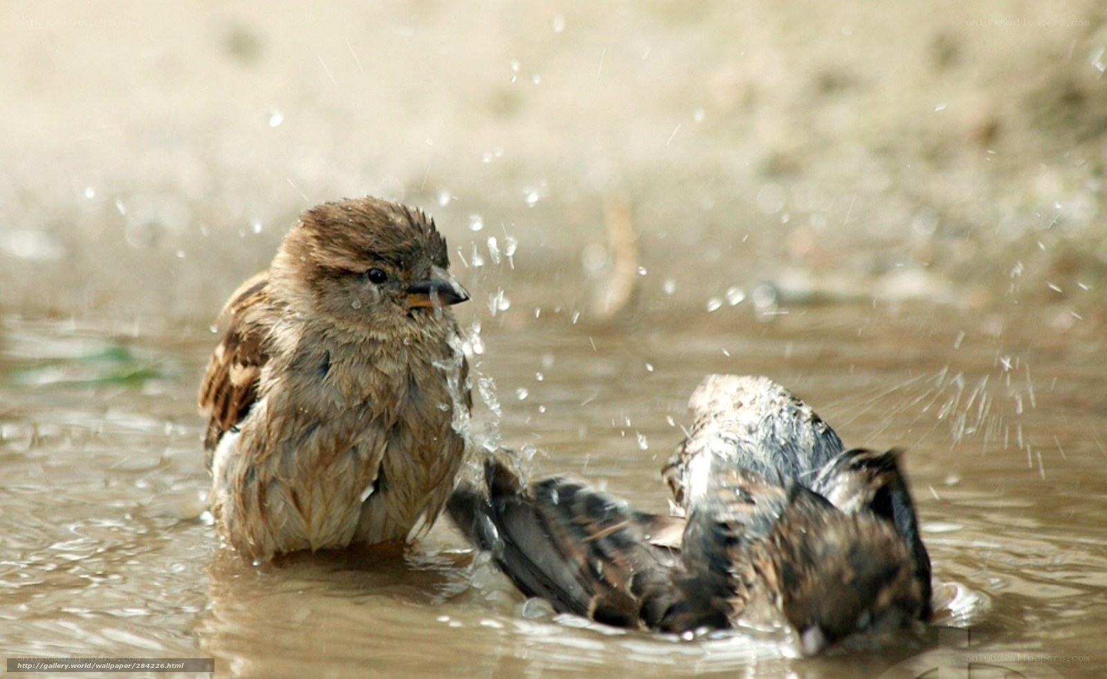 Sparrows bathing in water