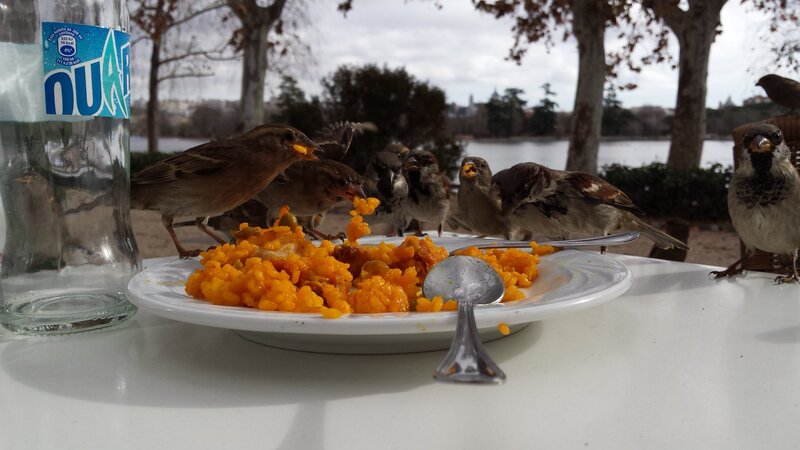 Sparrows Eating Food