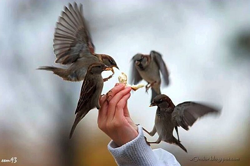 Sparrows Eating from Hand — Brown