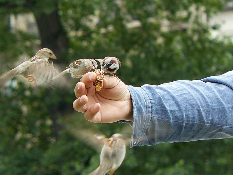 Sparrows Eating from Hand