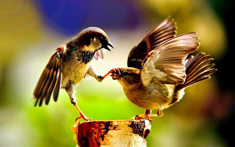 Sparrows feeding each other