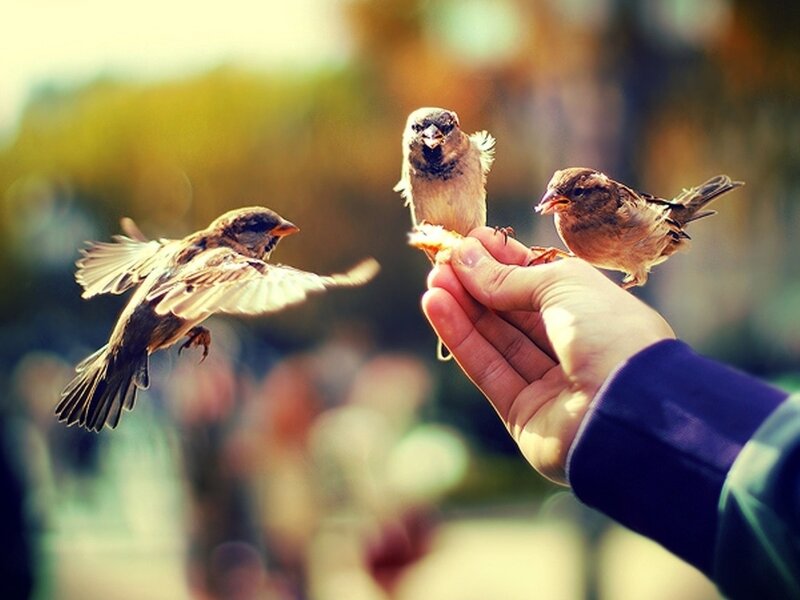 Sparrows Feeding from Hand