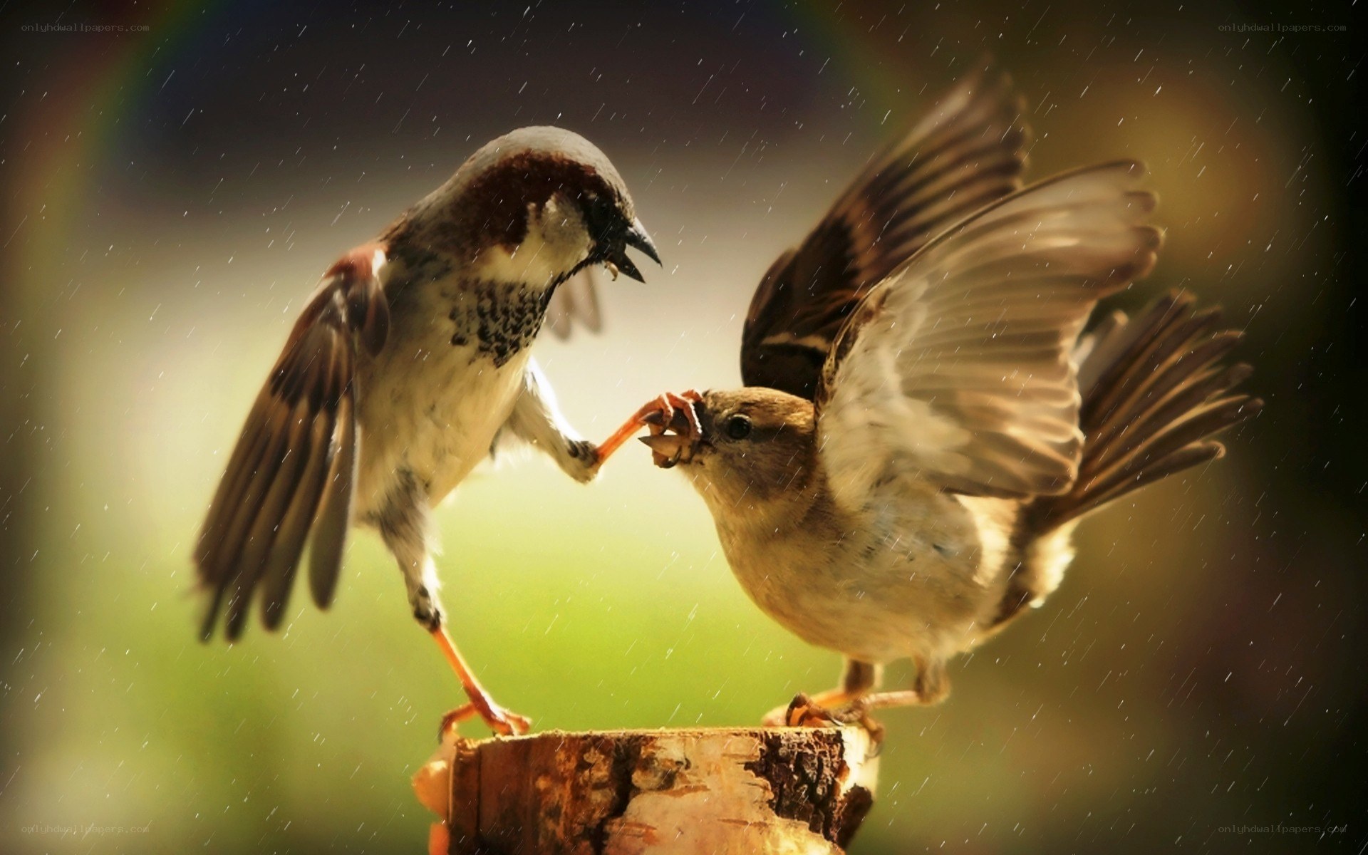 Sparrows feeding in the rain