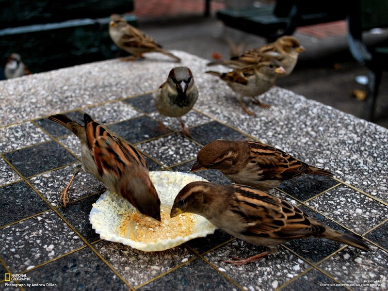 Sparrows feeding on a table