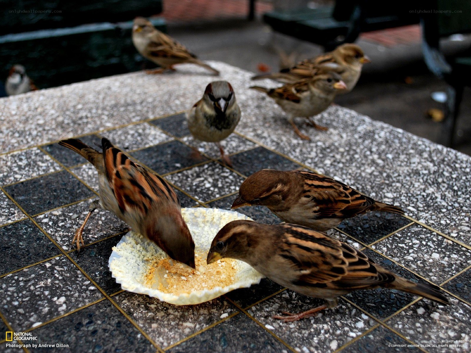 Sparrows feeding on a table