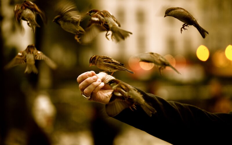 Sparrows Feeding on Hand