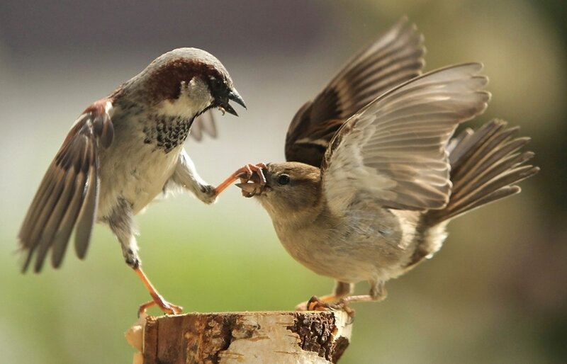 Sparrows fighting on a branch