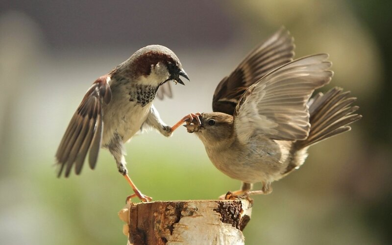 Sparrows fighting on a branch