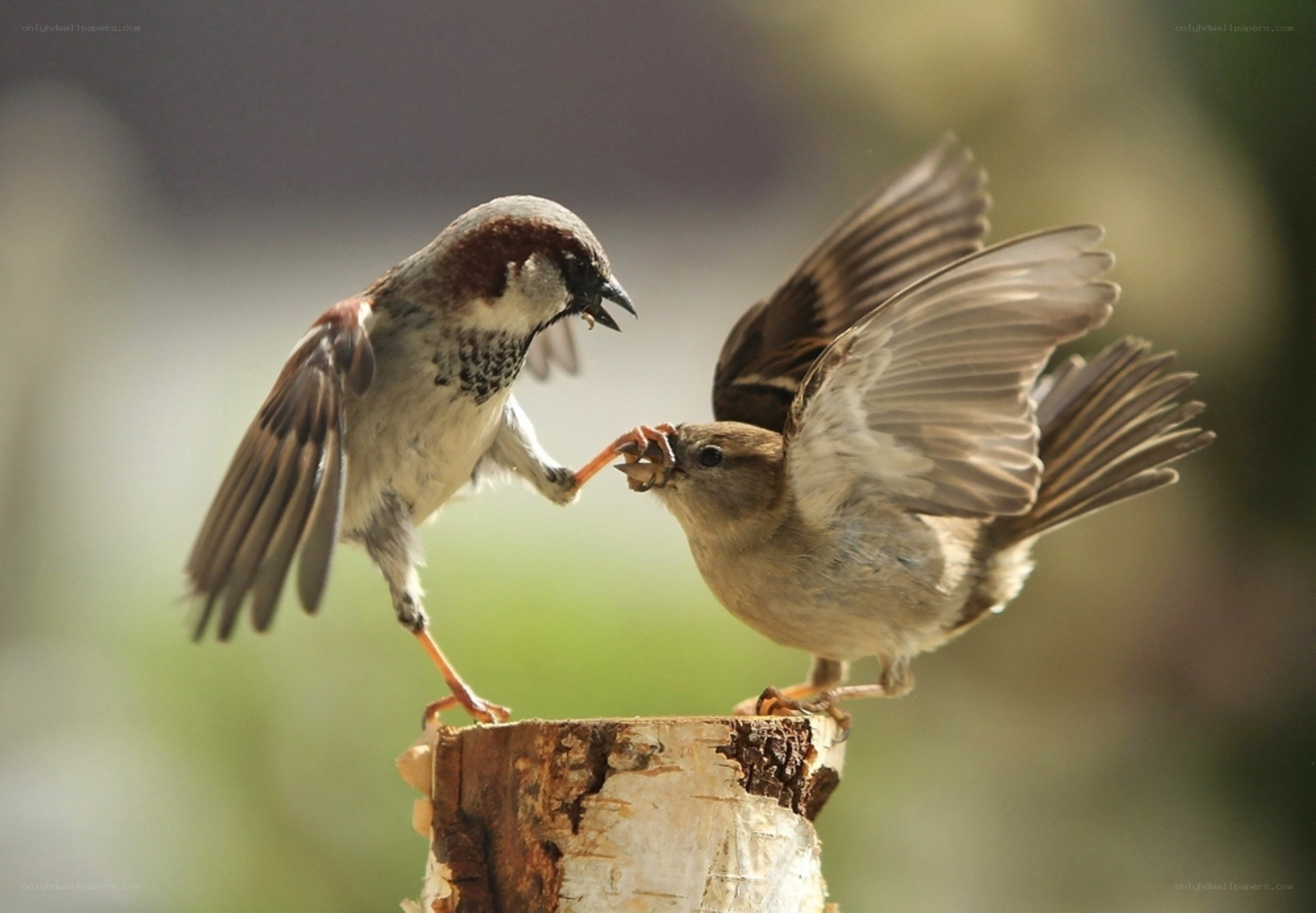 Sparrows fighting on a stump