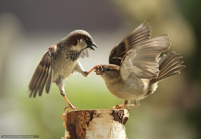 Sparrows fighting on a stump