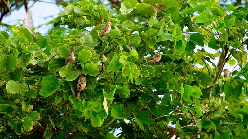 Sparrows in Green Tree