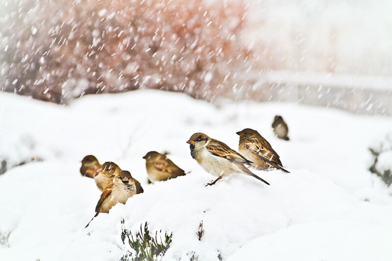 Sparrows in Snow