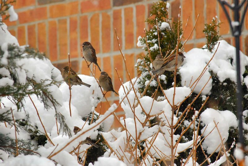 Sparrows in Snow — White, Calm