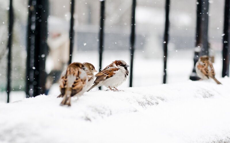 Sparrows in Snow — White, Calm, Winter, Photograph, Birds, Fence