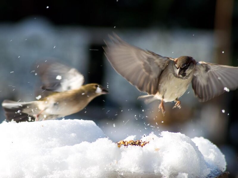 Sparrows in Snow — White
