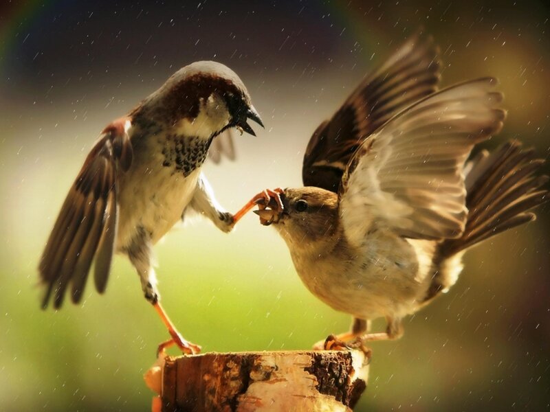 Sparrows in the rain