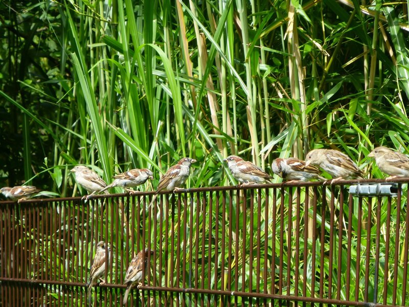 Sparrows on a Fence — Green