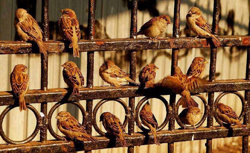 Sparrows on a Fence