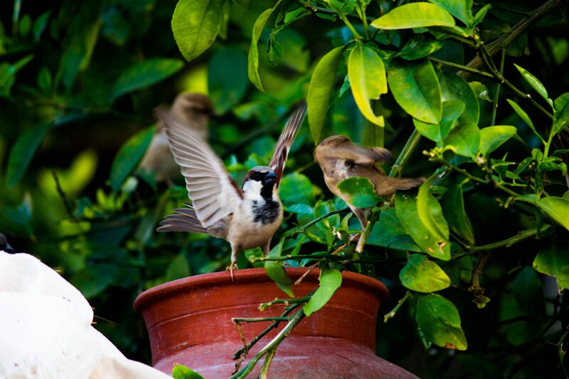 Sparrows on a potted plant