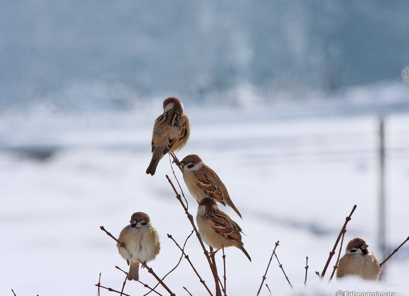 Sparrows on a snowy branch