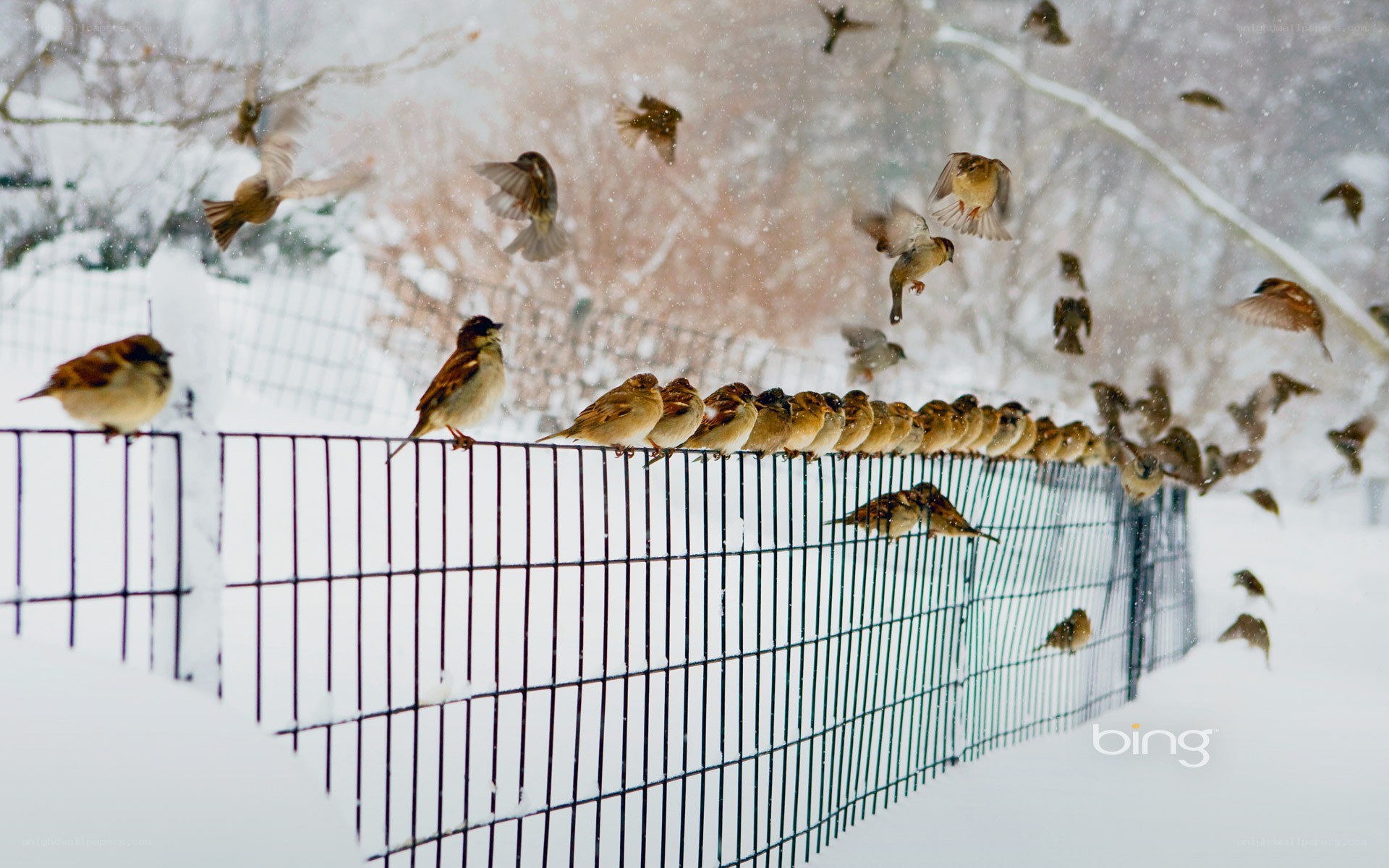 Sparrows on a snowy fence