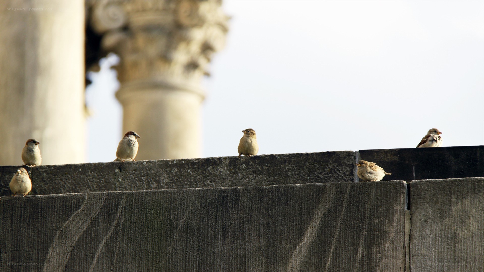 Sparrows on a stone wall